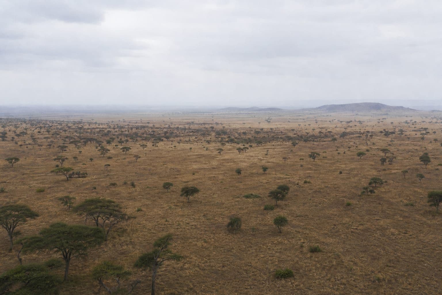 Africa Development